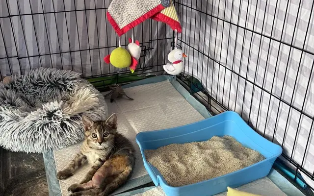 Proměňme společně kočičí svět v lepší místo 🐈