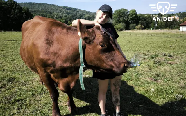 Pomozte nám zajistit seno pro naše krávy, kozy a ovečku