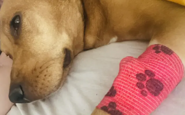 Pomozte naší Belle s akutním selháváním jater, budeme vděční za každou pomoc