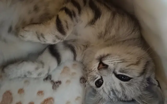 Pomohli jste koťátku Máše