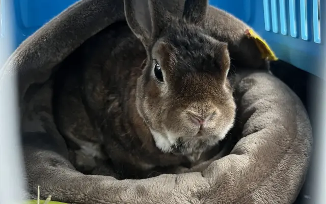 Pomoc pro králíčka, život zachrání operace čelisti