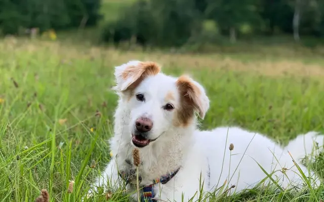 Šťastnější dny pro Miu