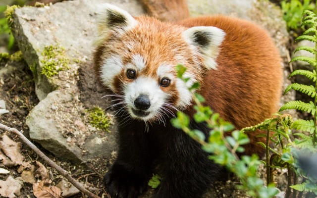 Pomohli jste zvířátkům ze Zoo Ostrava