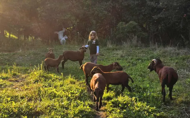 Zvířata přišla o život – my o kus srdce. Podpořte záchranu farmy po útoku psů.