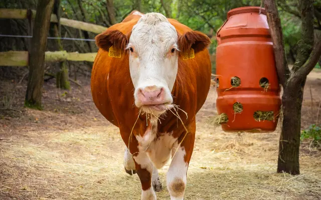 Pomůžete nám naplnit bříška hospodářským zvířátkům