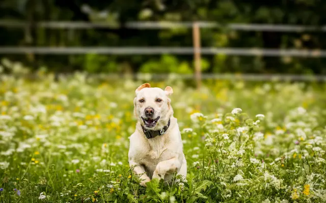 Pomozme Timmymu znovu stát na vlastních nohách.
