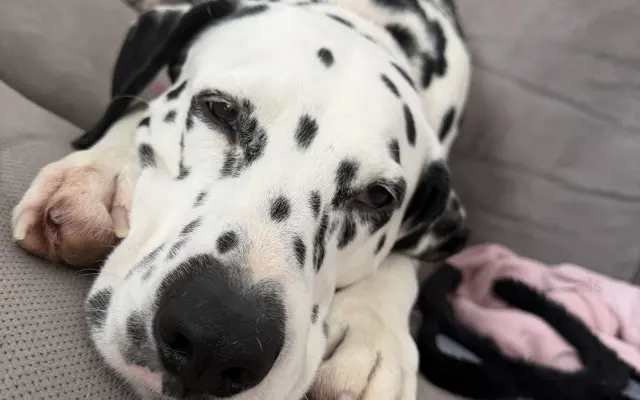 Pomozme Bonnie znovu chodit bez bolesti 🐾❤️