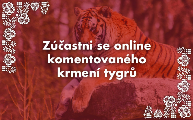 Zúčastni se online komentovaného krmení tygrů