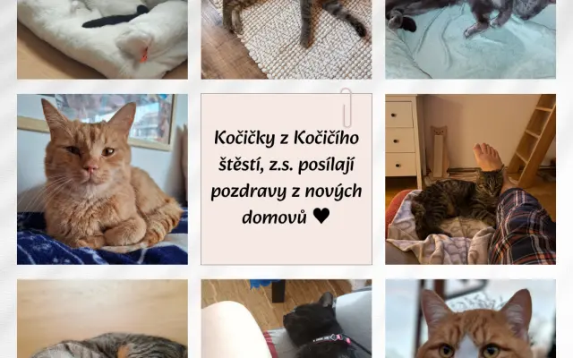 Pomohli jste proměnit kočičí svět v lepší místo