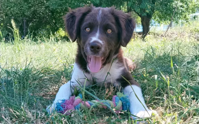 Pomozte Lokimu žít plnohodnotný život