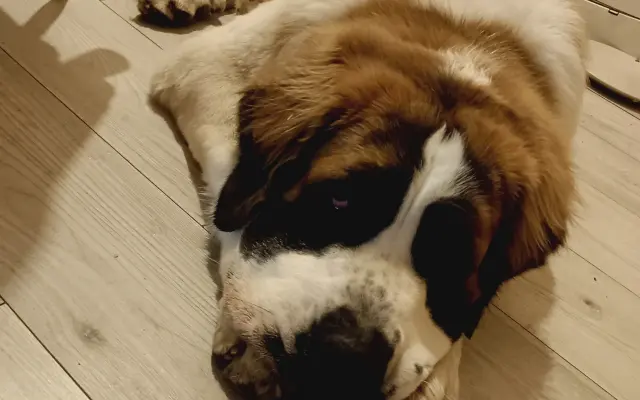 Beethoven, kamarád do deště - pomoc pro mladou bernardýnku