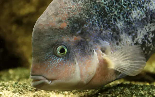 Vytvořme rybkám lepší domov!