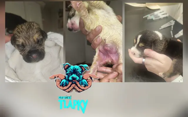 Pomozme pejskům, kteří by jinak šanci na lepší život neměli