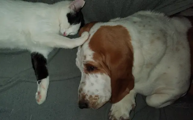 Boj o život Dyka, Tesinky a dalších - pomozte nám vyhrát nad panleukopenií