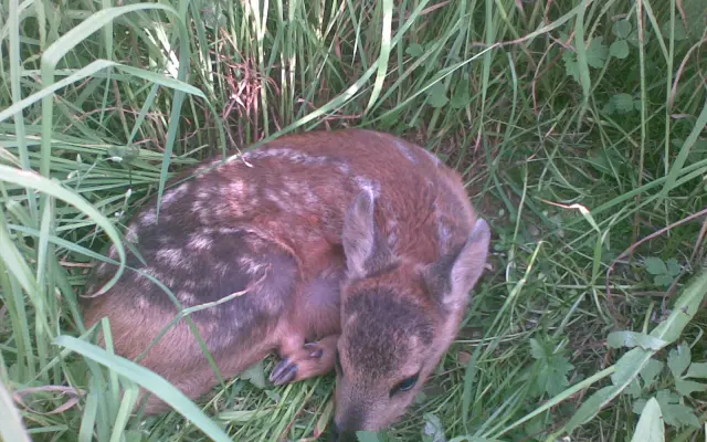 Srnčata, srnčata a zase ta srnčata