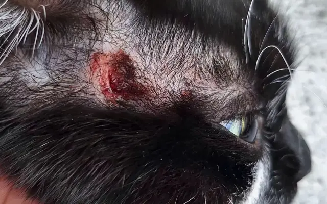 9 nalezených Lásek