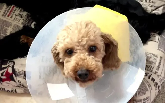 Sbírka na veterinu pro pudlíka Méďu