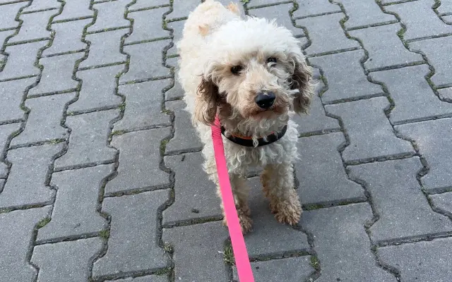 Operace pro Chanelku 💜