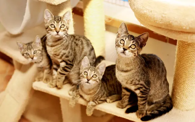 Dnes pomůžete jedné, zítra stovkám: Podpořte kastrace