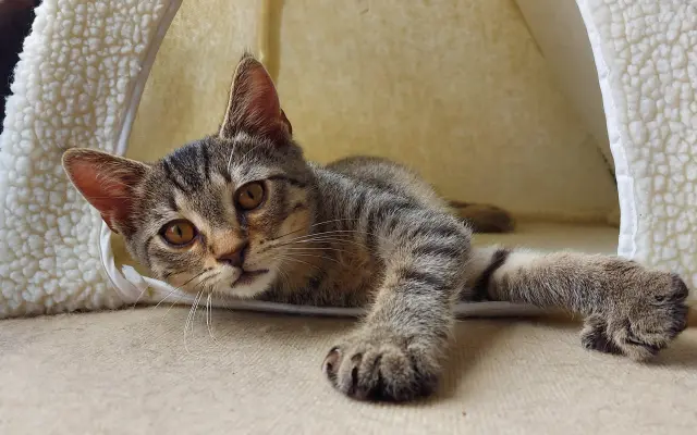 Cat Park Zimoř – dokončeme bezpečný domov pro kočky