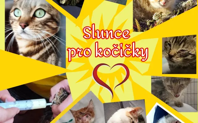 Slunce pro zachráněné kočičky - pergola se zázemím