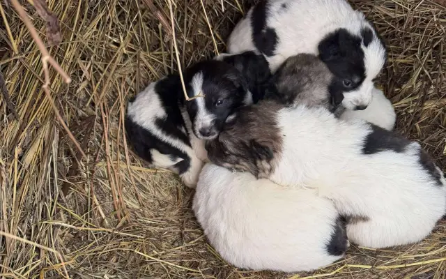 100 kastrací. Tisíce psů, kteří se nikdy nemusí narodit do utrpení