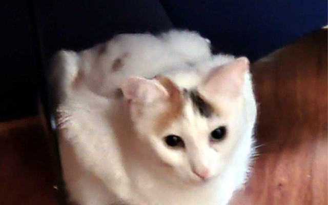 Pomozte uzdravit kočičí kamarádku Lízinku