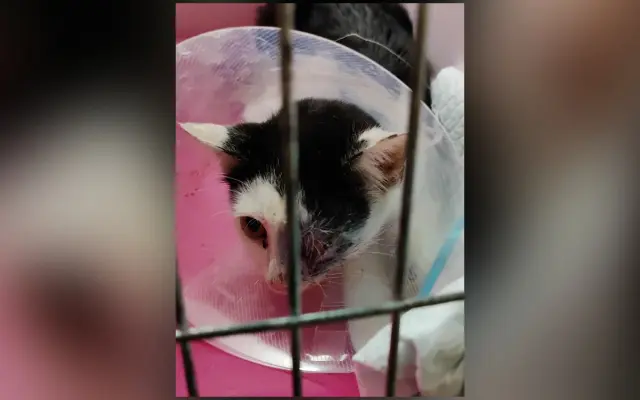 Nekonečný boj o záchranu zvířecích životů 😢