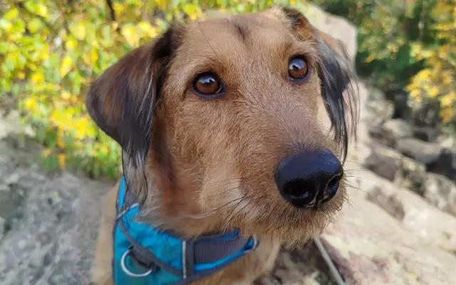 Zachraňme Mejlíkovi nožičku ❤️