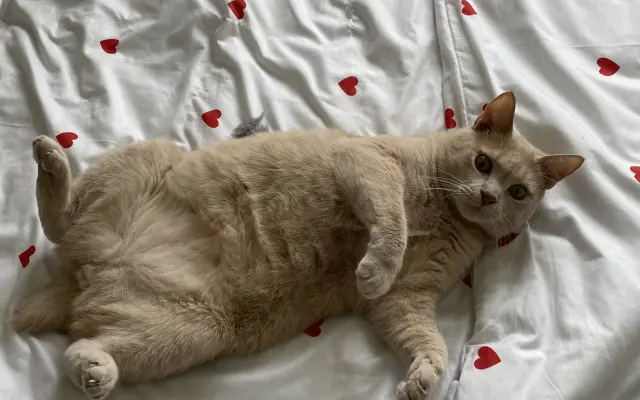 Poslední krok k životu bez bolesti pro Tramínka