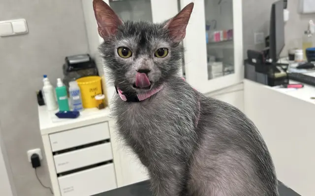 Léčba pro Norberta