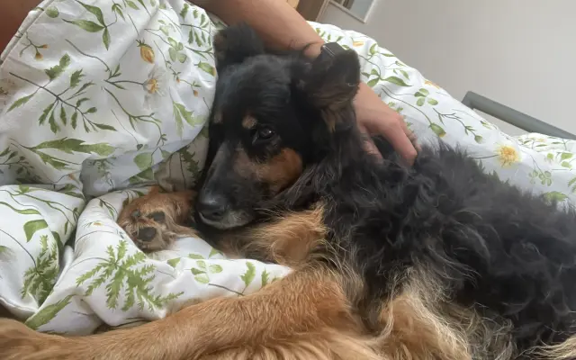 Pomozte mi dát Arye šanci, aby její život mohl pokračovat