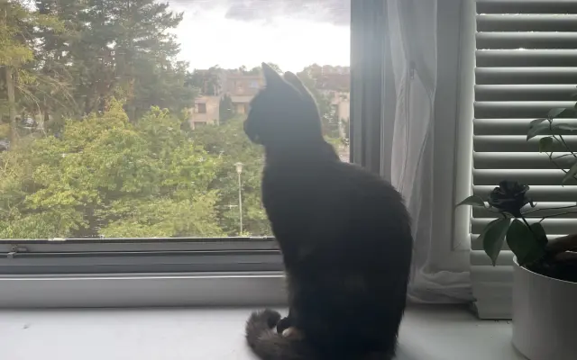 Pomoc pro kočičku Ayu: bez operace trpí, s ní má šanci