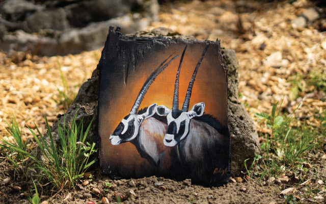 Kousek zoo v obýváku - Oryxové