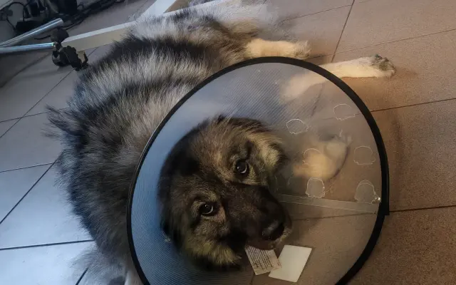 Skok pro dlouhý život Jadzi 🐺