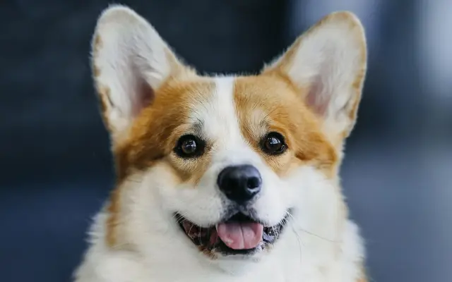 Pomozme Aloiskovi znovu chodit