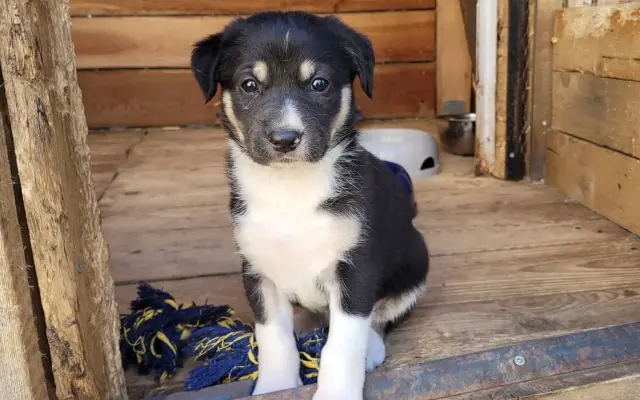 Pipety, obojky, postřiky a další antaparazitika pro psy