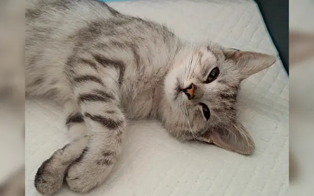 Zraněné koťátko Máša - pomozte nám prosím s úhradou operace