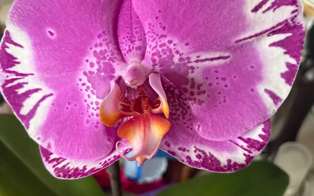 Podpořte in vitro záchranu a kultivaci ohrožených orchidejí a rostlin