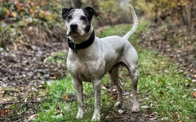 Pomozme Bastymu znovu běhat