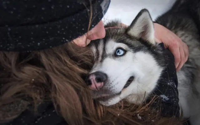Pomozme Mie znovu na nohy 🐺 ❤️