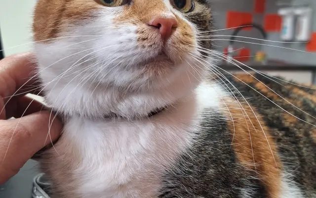 9 nalezených Lásek