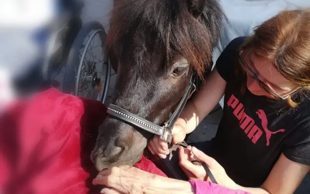 Poník Honzík potřebuje pomoci