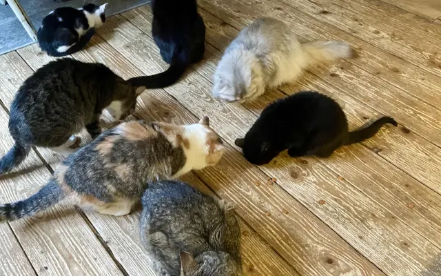 Pomozte❤️ Srdce pro zvířata - naděje pro opuštěné