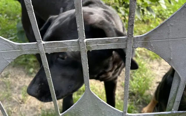 Pomozte Lucky znovu běhat – přispějte na její operaci a rehabilitace