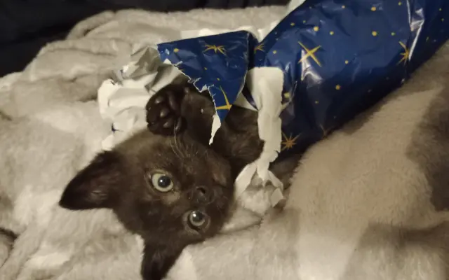 Pomoc pro 8 statečných 😺