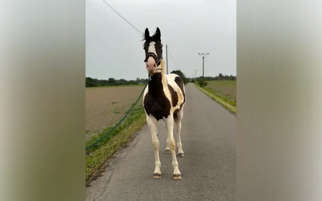 Záchrana zraku dvouletého koně Merlina