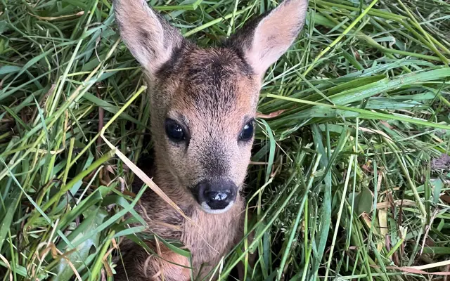 247 zachráněných srnčat a počítáme dál! Zachraňujme i v nejtěžších podmínkách.