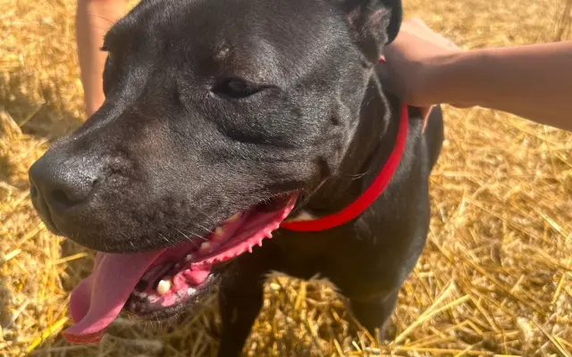 (✿ ♡‿♡)  Pro Koru, aby mohla opět běhat