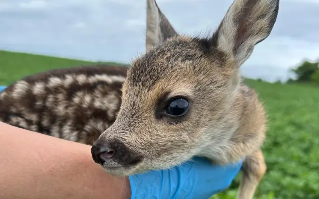 Zabraňme společně zbytečné smrti již brzy narozených srnčat a dalších mláďat